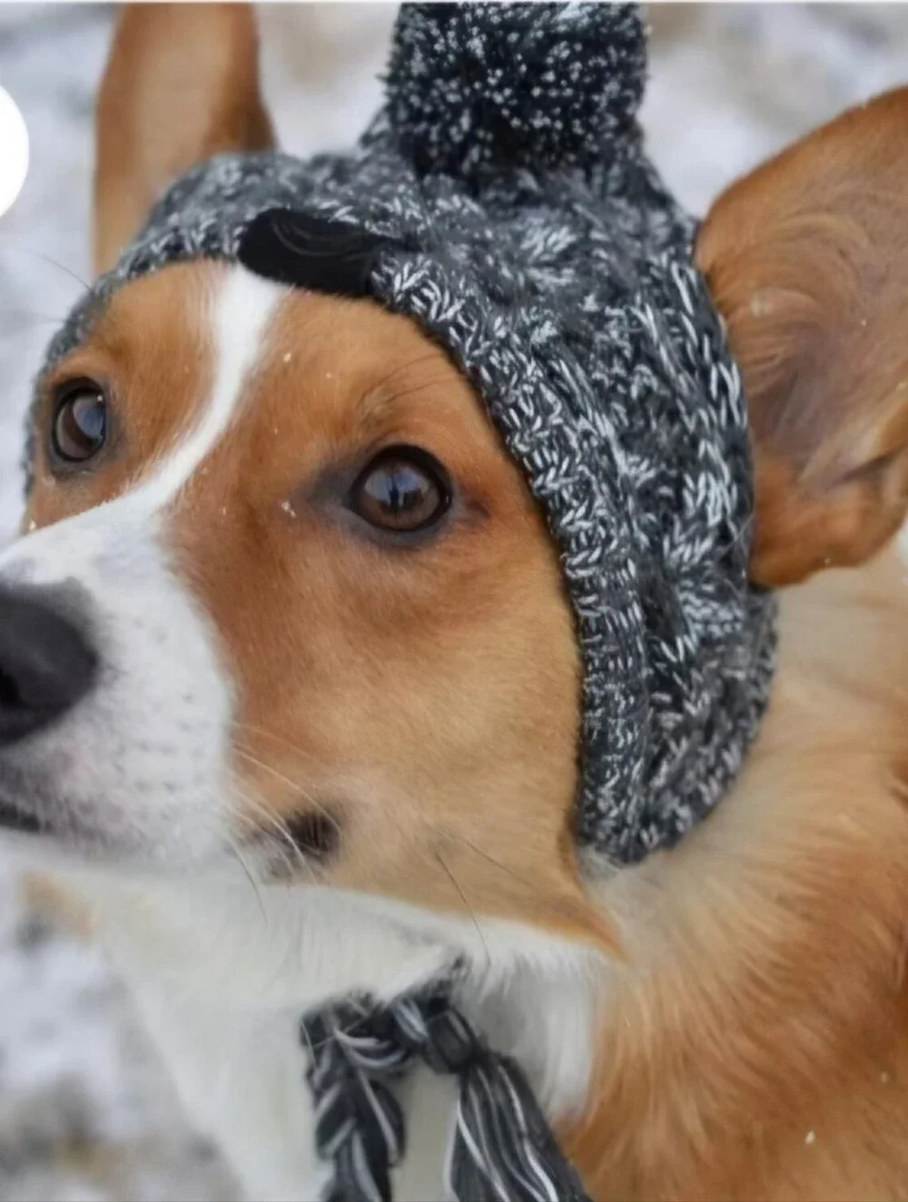 Canada Pooch cozy stylish